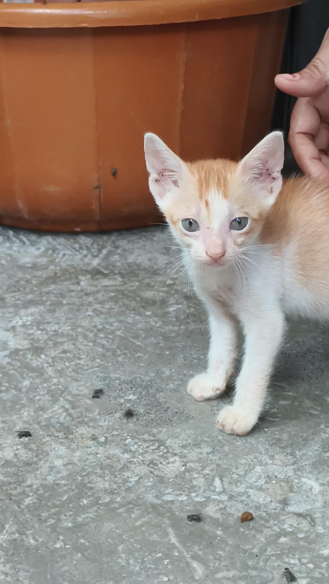 Kittens rescued 47 days ago are still waiting for a home — Mumbai