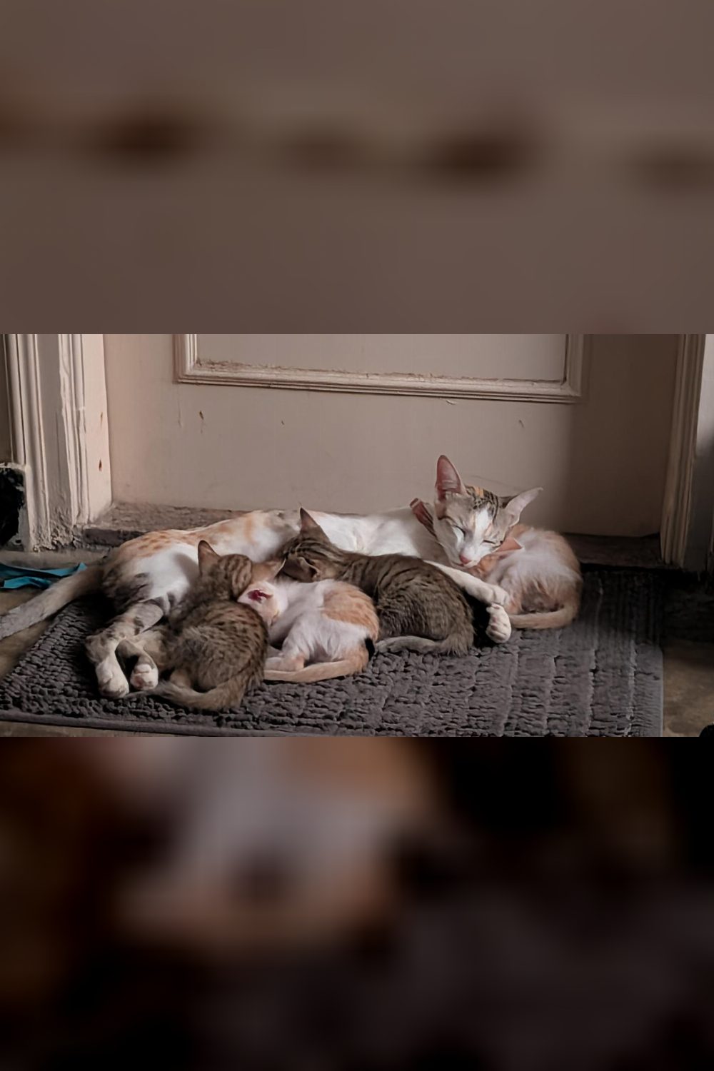 Billu gang for adoption (Bengaluru)