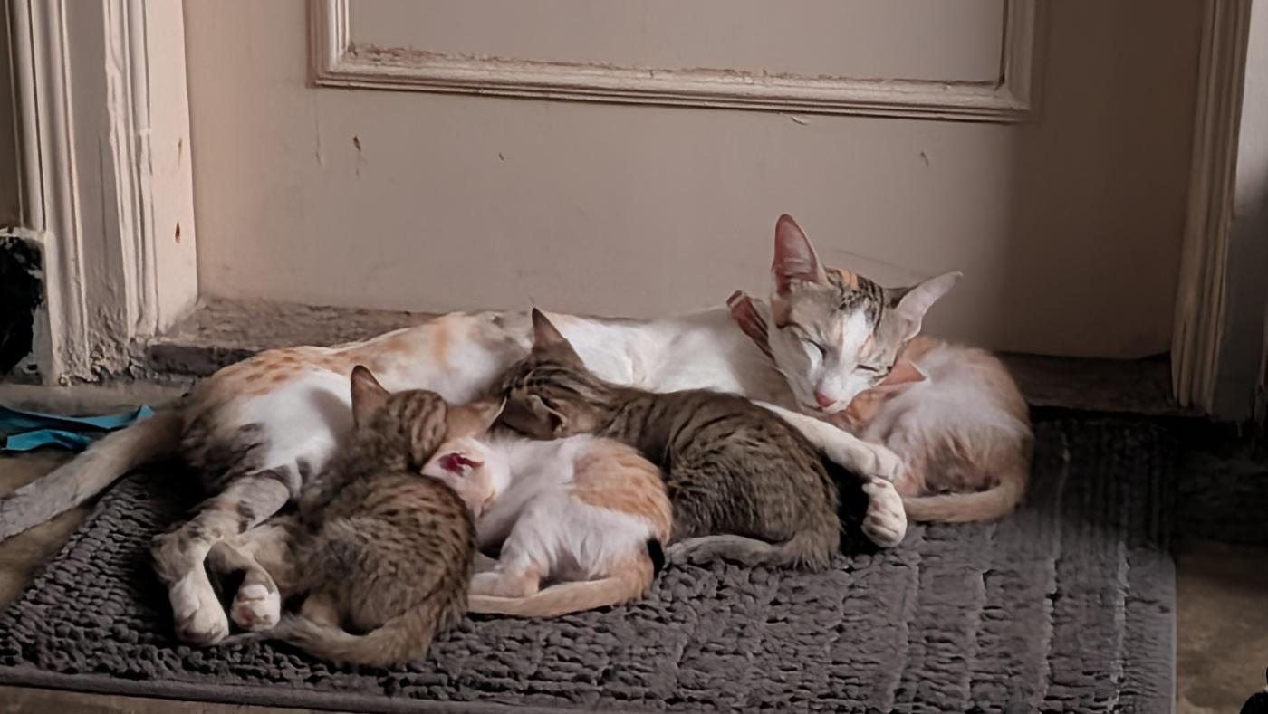 Billu gang for adoption (Bengaluru)