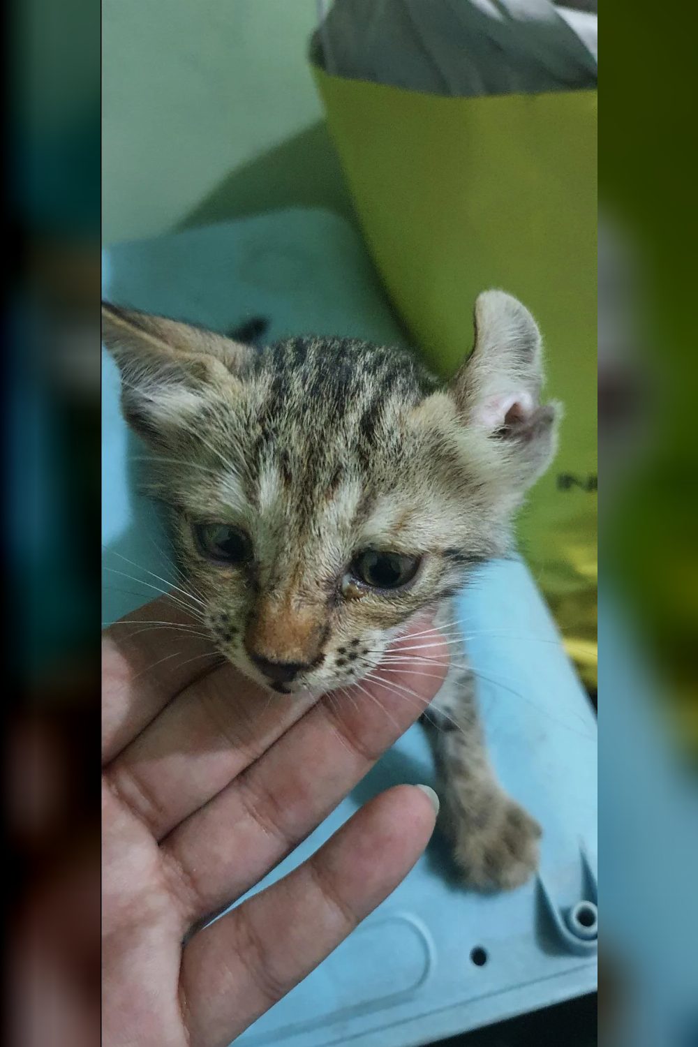 Female kitten found in Delhi needs urgent foster or adoption