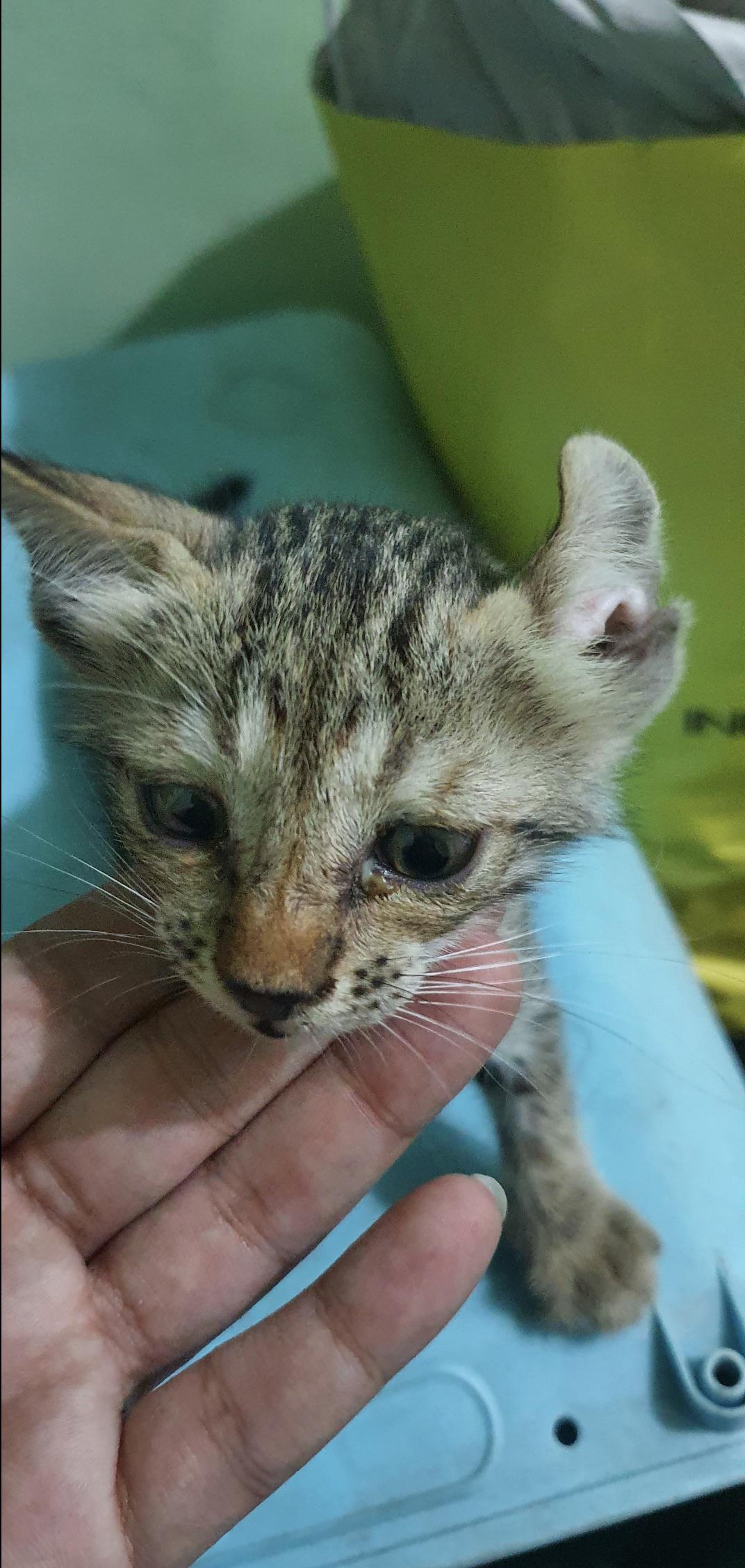 Female kitten found in Delhi needs urgent foster or adoption