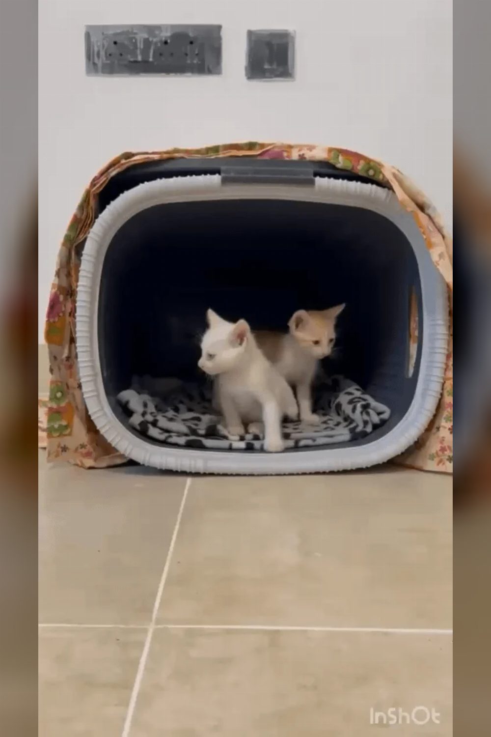 Litter-trained white male kitten in RR Nagar — Bengaluru