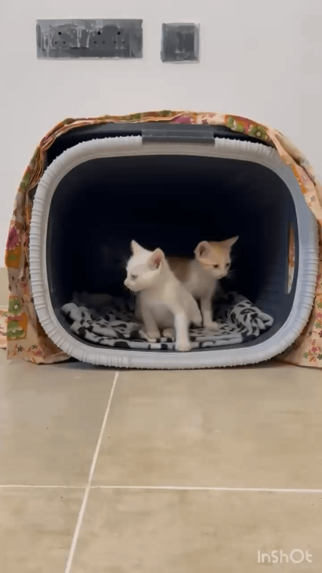 Litter-trained white male kitten in RR Nagar — Bengaluru