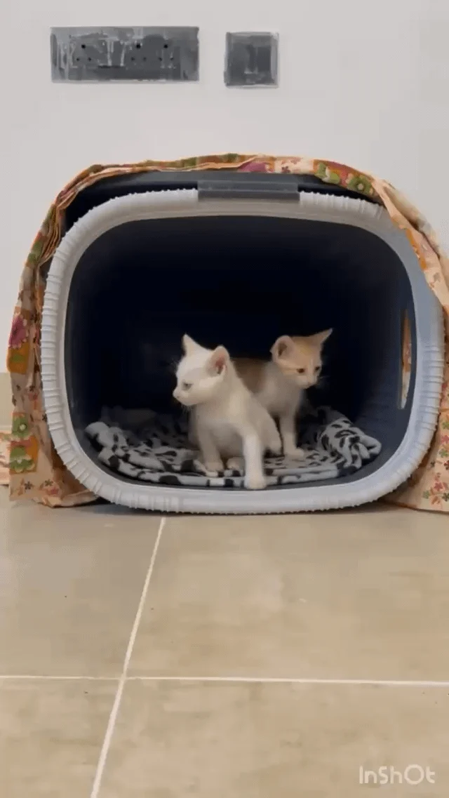 Litter-trained white male kitten in RR Nagar in Bengaluru