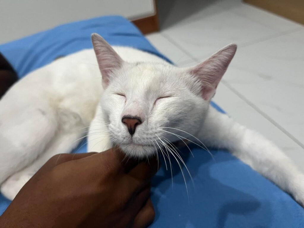 Kitten 6 month old | Extremely friendly and super playful in Trivandrum/Banga... - kitten for adoption in Bengaluru