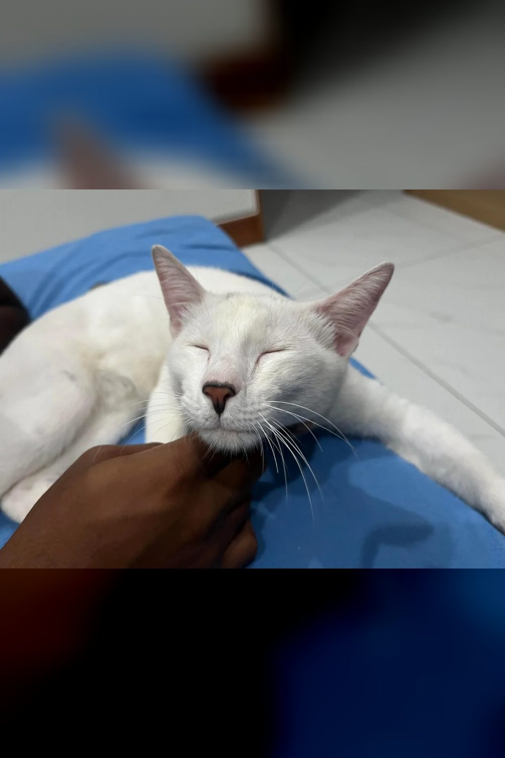 The kitten rescued from a road divider has been adopted — Bengaluru