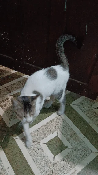 Badmosh Moni! - pet for adoption in Mumbai