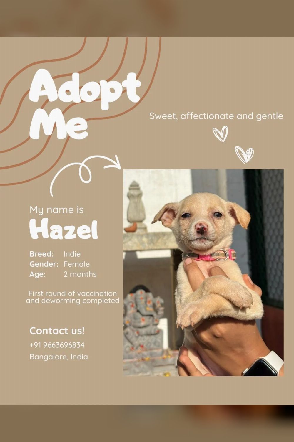 Hazel, a 2-month-old female dog for adoption — Bengaluru