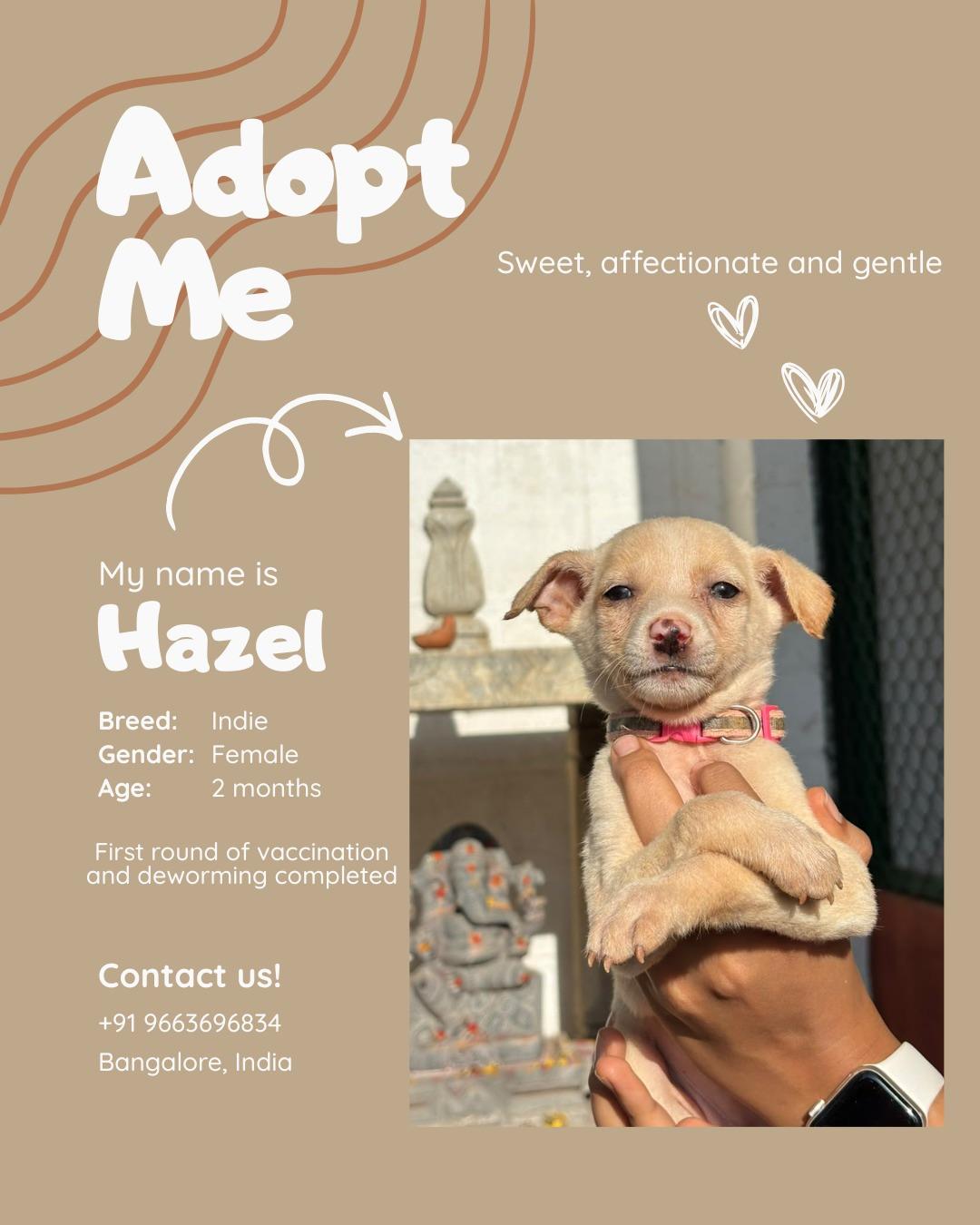 Hazel, a 2-month-old female dog for adoption — Bengaluru
