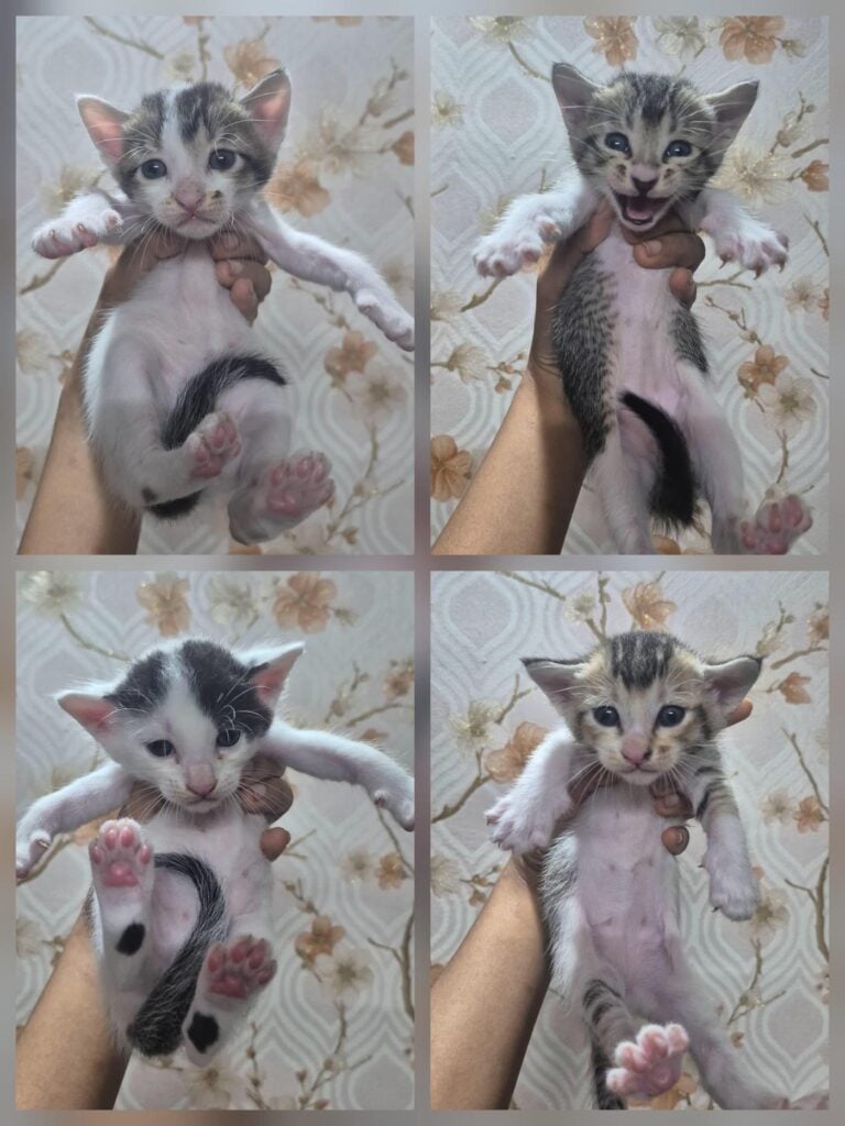 Kittens available for adoption from next month - kitten in Kolkata