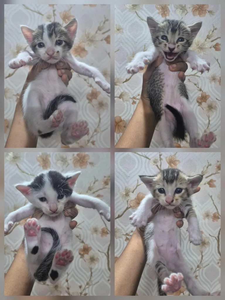 Kittens available for adoption from next month - kitten in Kolkata