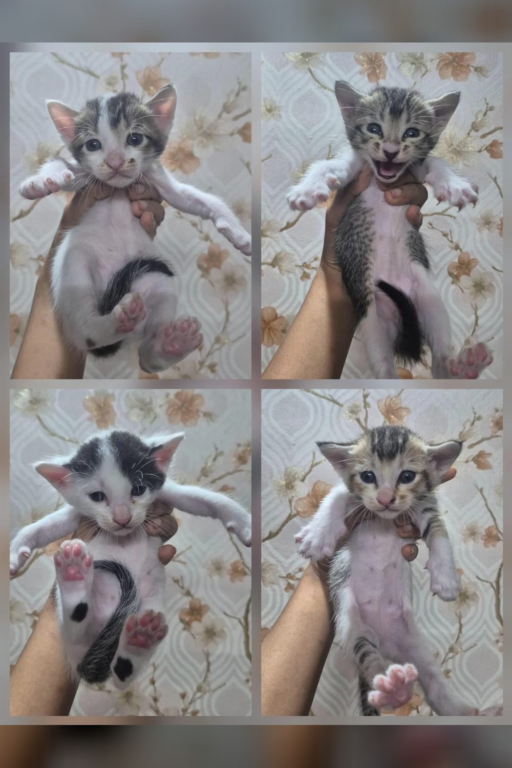 Kittens available for adoption from next month — Kolkata
