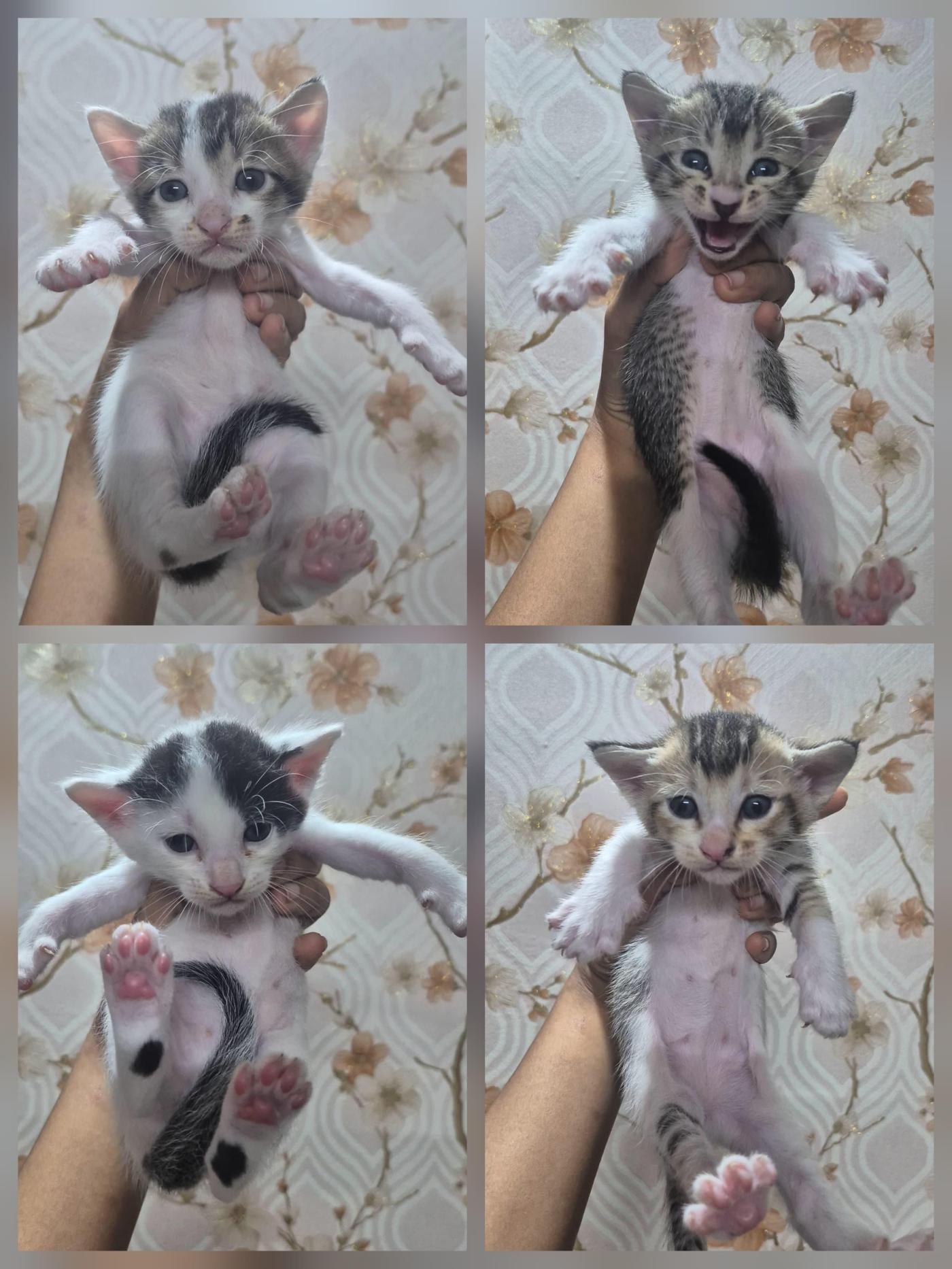 Kittens available for adoption from next month — Kolkata