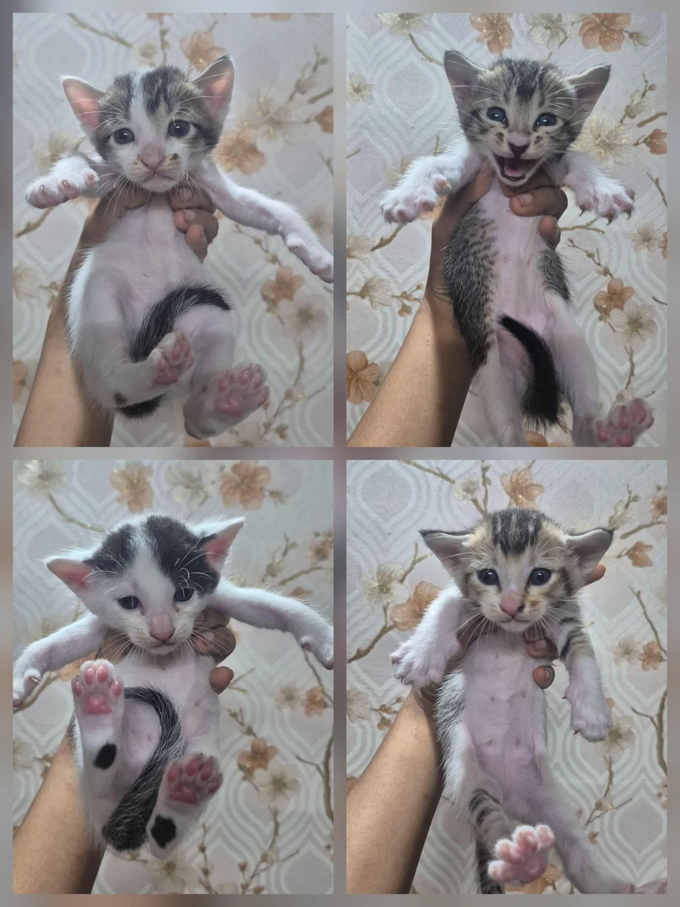 Kittens available for adoption from next month in Kolkata