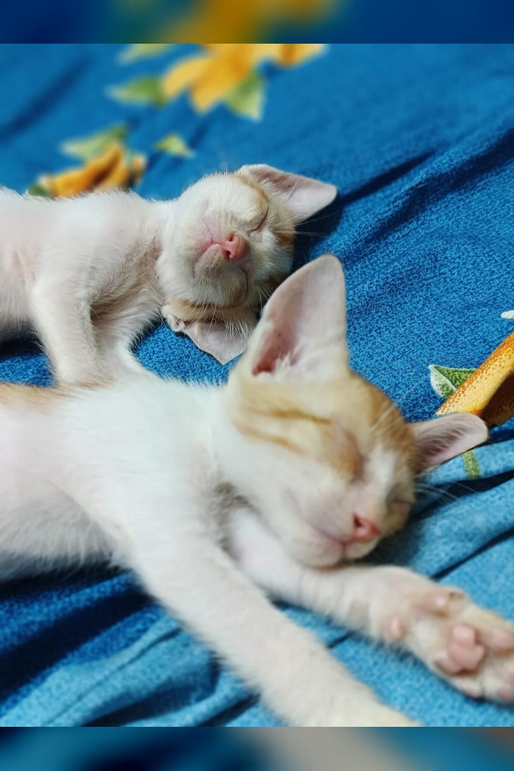 Six kittens are still waiting 25 days after their first post — Mumbai