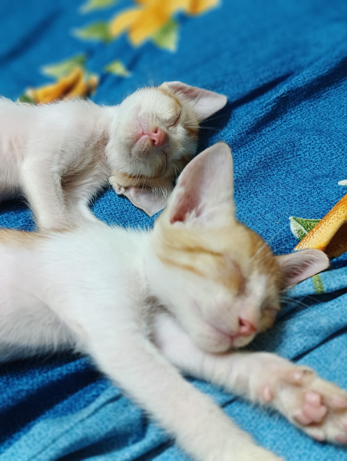 Six kittens are still waiting 25 days after their first post — Mumbai