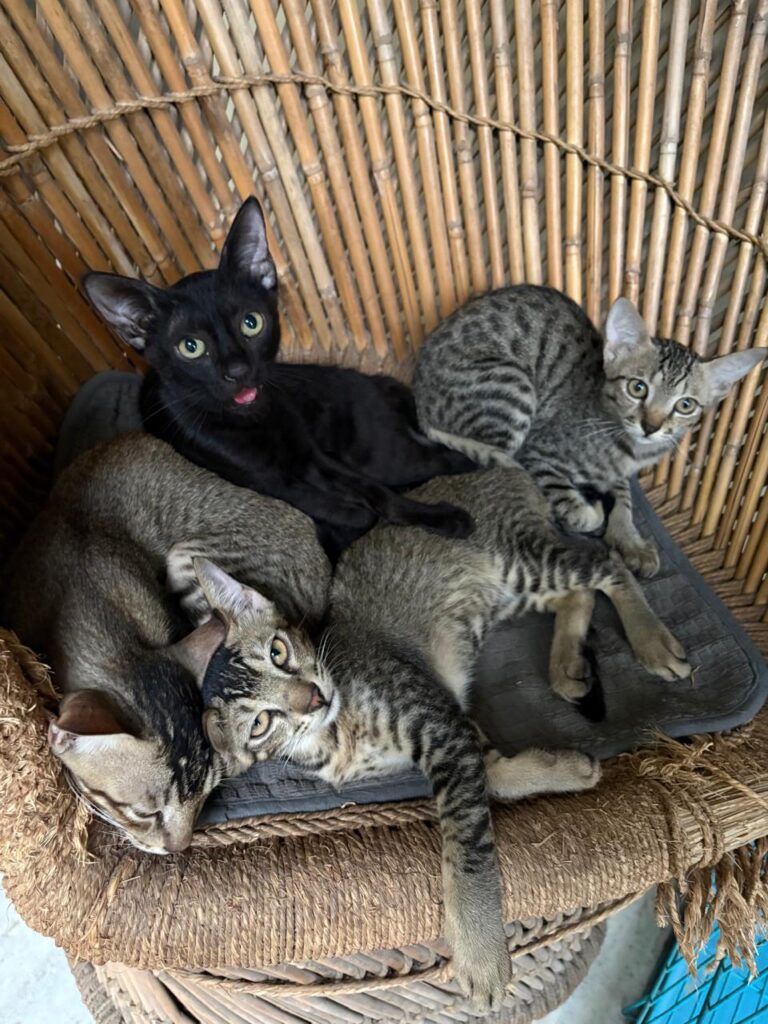 Kittens for adoption in Delhi NCR - kitten in Delhi NCR