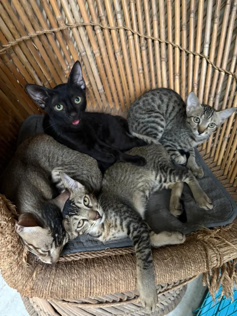 Kittens for adoption in Delhi NCR - kitten in Delhi NCR