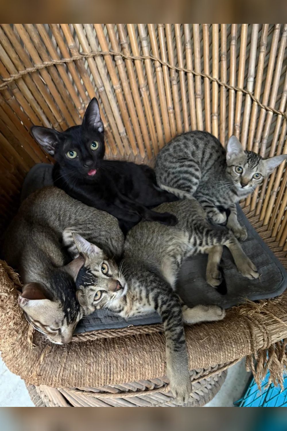 Two-month-old dewormed kittens need families — Delhi NCR