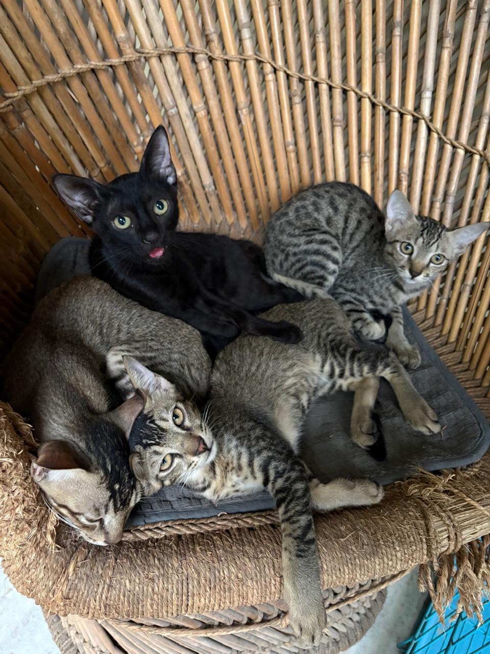 Two-month-old dewormed kittens need families — Delhi NCR