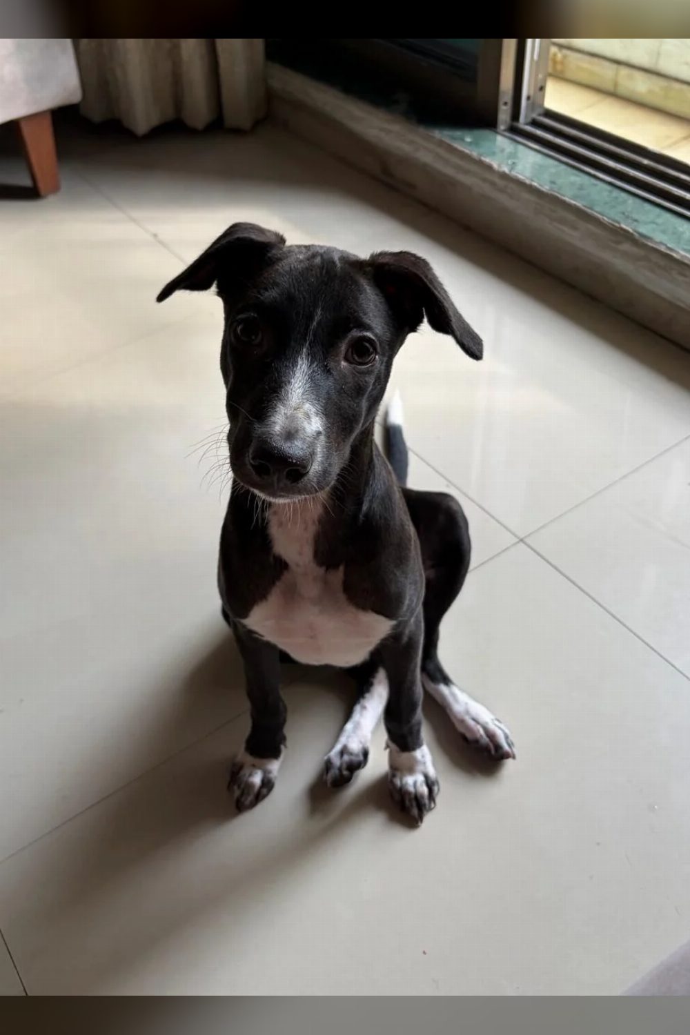 Two gentle female Indie dogs need loving homes — Mumbai
