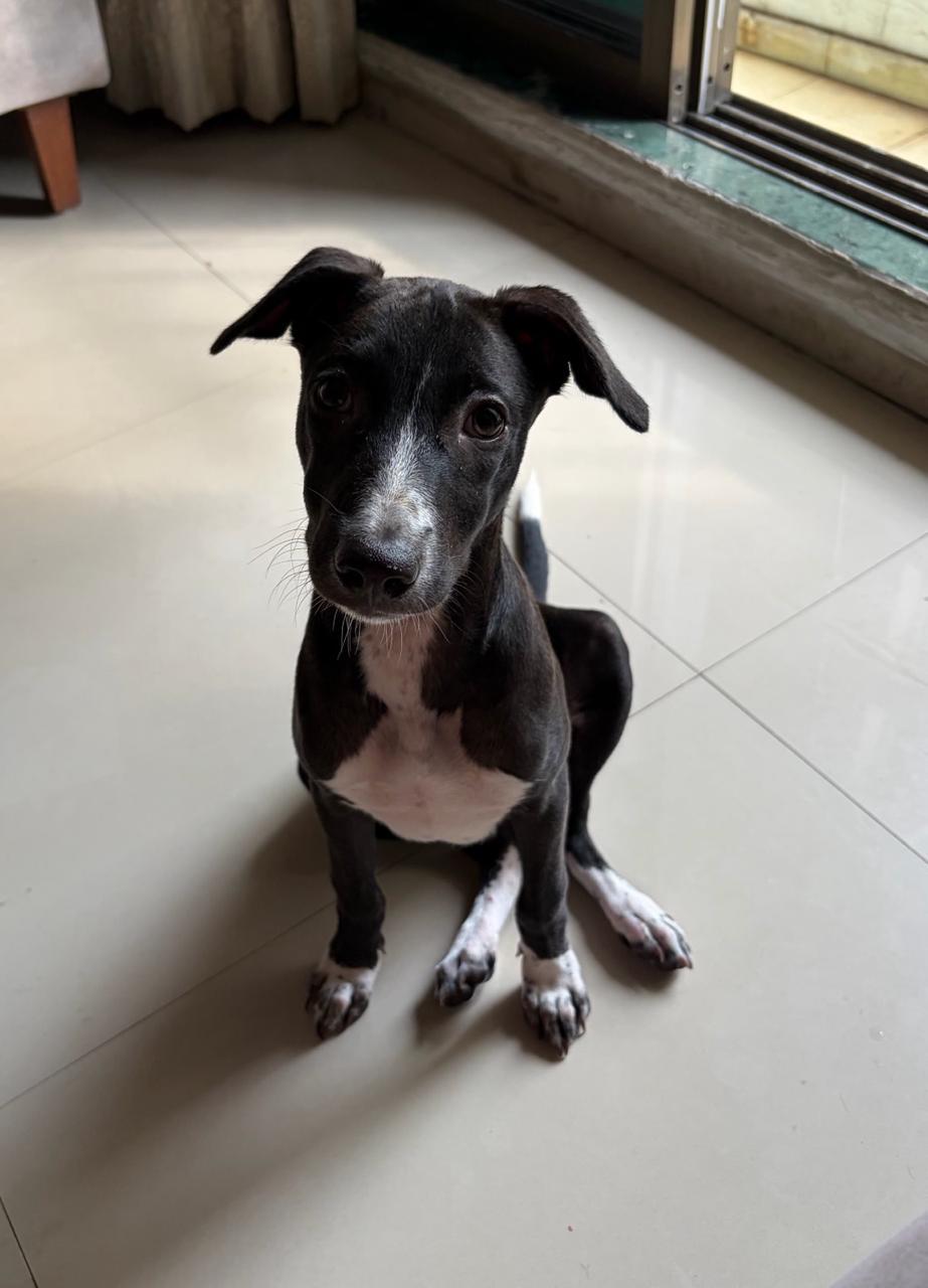 Two gentle female Indie dogs need loving homes — Mumbai