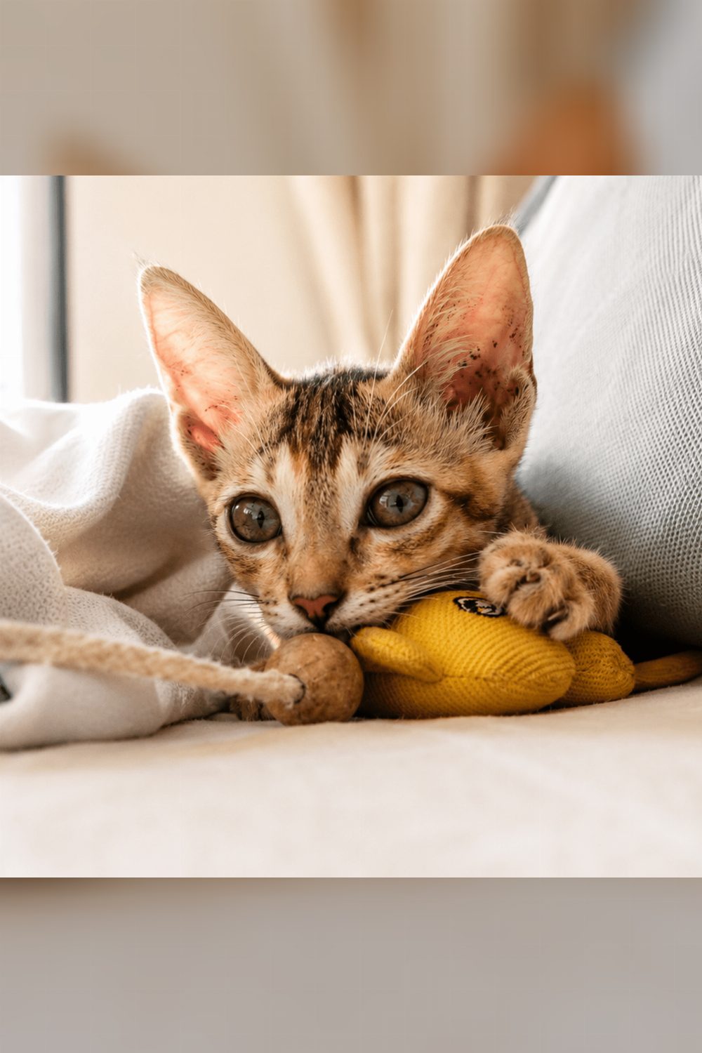 No One Wants Cleo — Mumbai