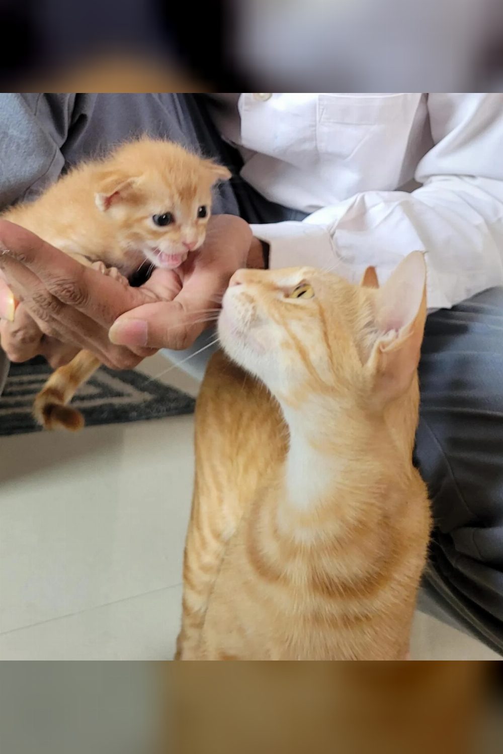 Adoption Needed in Pune: Young Cat (9–12 Months) & Her Kitten