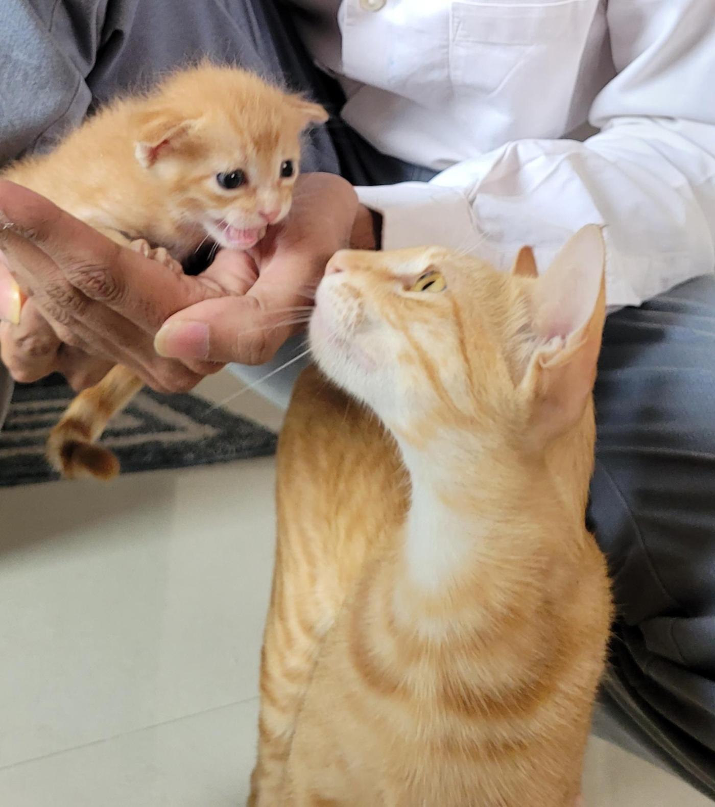 Adoption Needed in Pune: Young Cat (9–12 Months) & Her Kitten