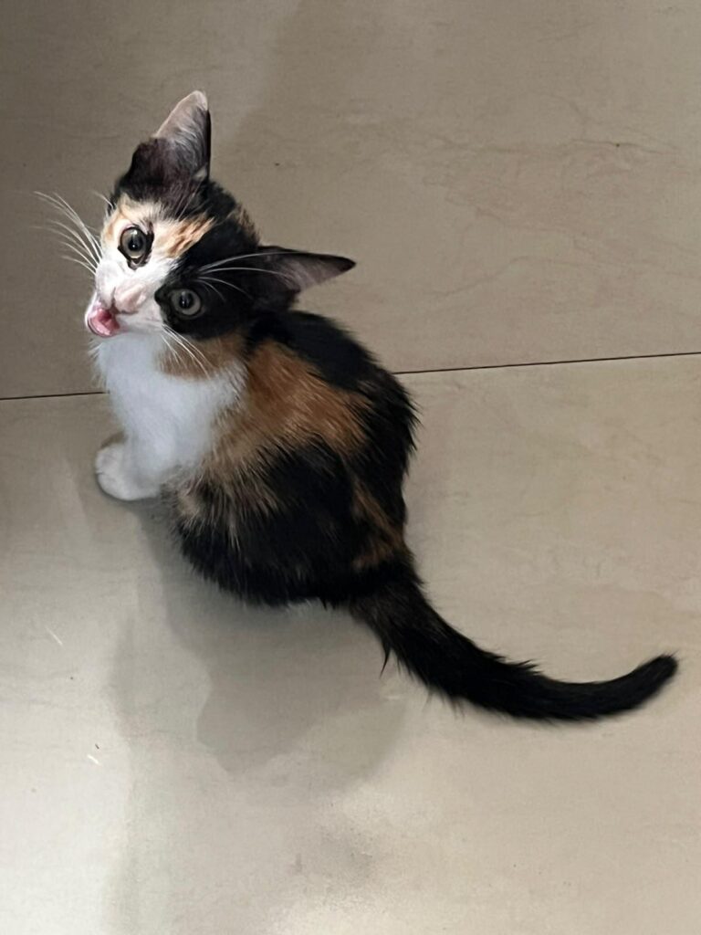 Adopt Gigi (Delhi/NCR) - pet in Delhi NCR