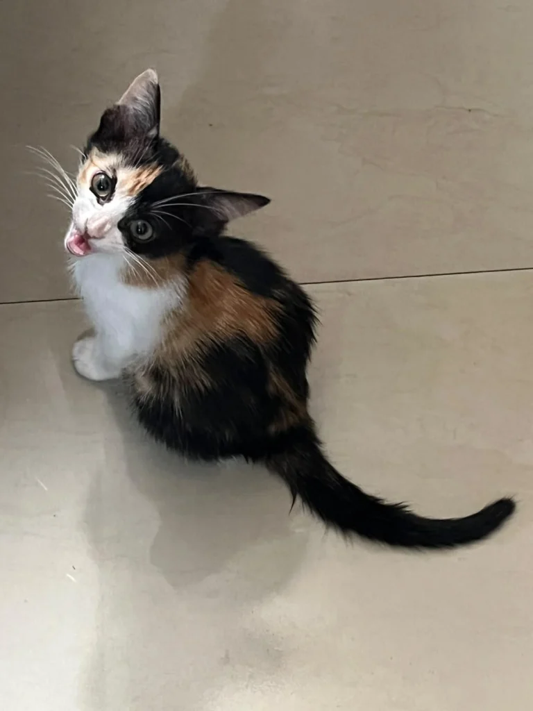 Adopt Gigi (Delhi/NCR) - pet in Delhi NCR