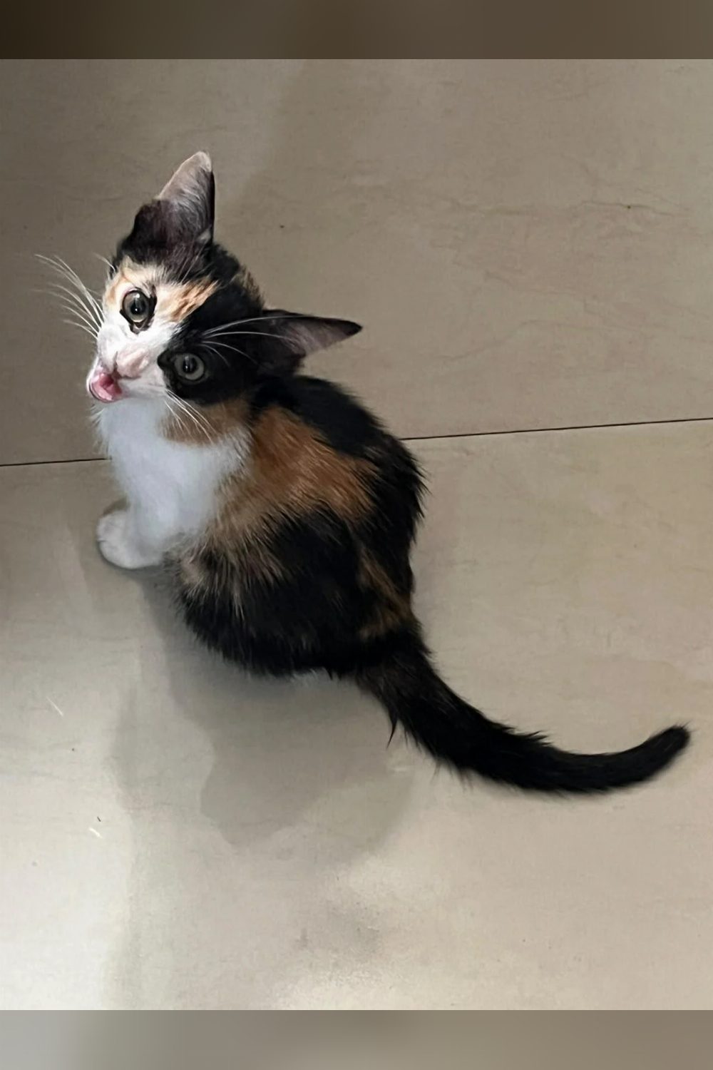 Adopt Gigi (Delhi/NCR)