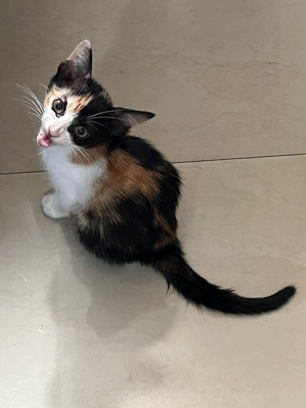 Adopt Gigi (Delhi/NCR)