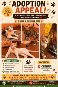 Cat adoption request due to financial issues (Chennai)