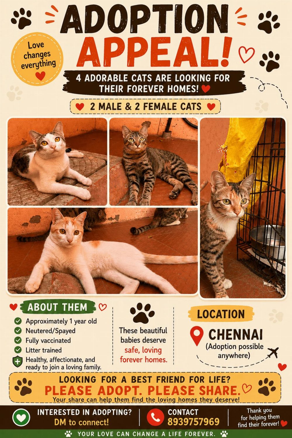 Cat adoption request due to financial issues (Chennai)