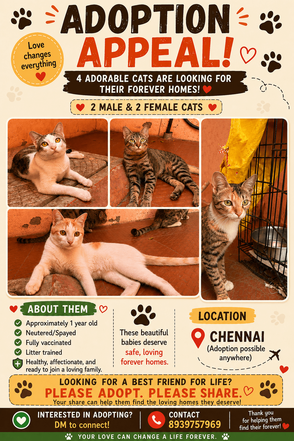 Cat adoption request due to financial issues (Chennai)