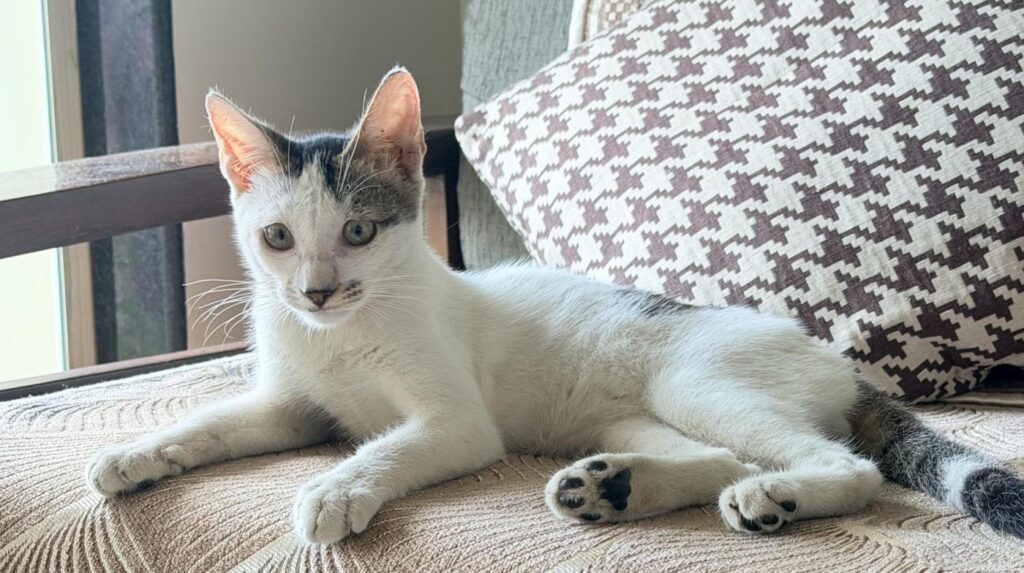 Adoption appeal - pet in Mumbai