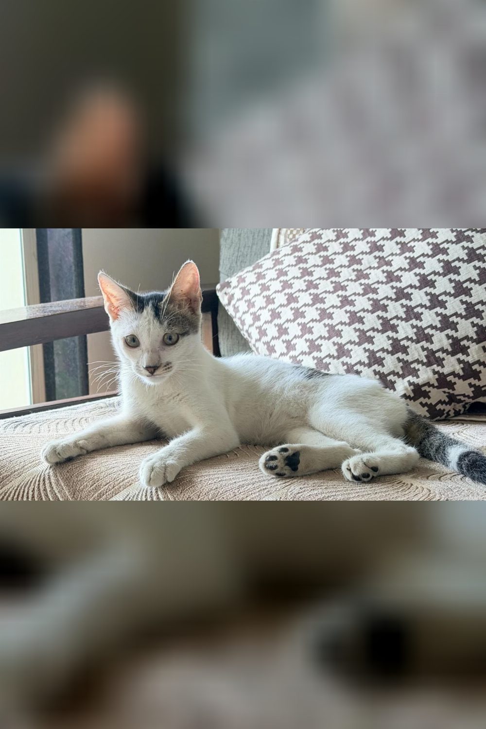 Adoption appeal — Mumbai