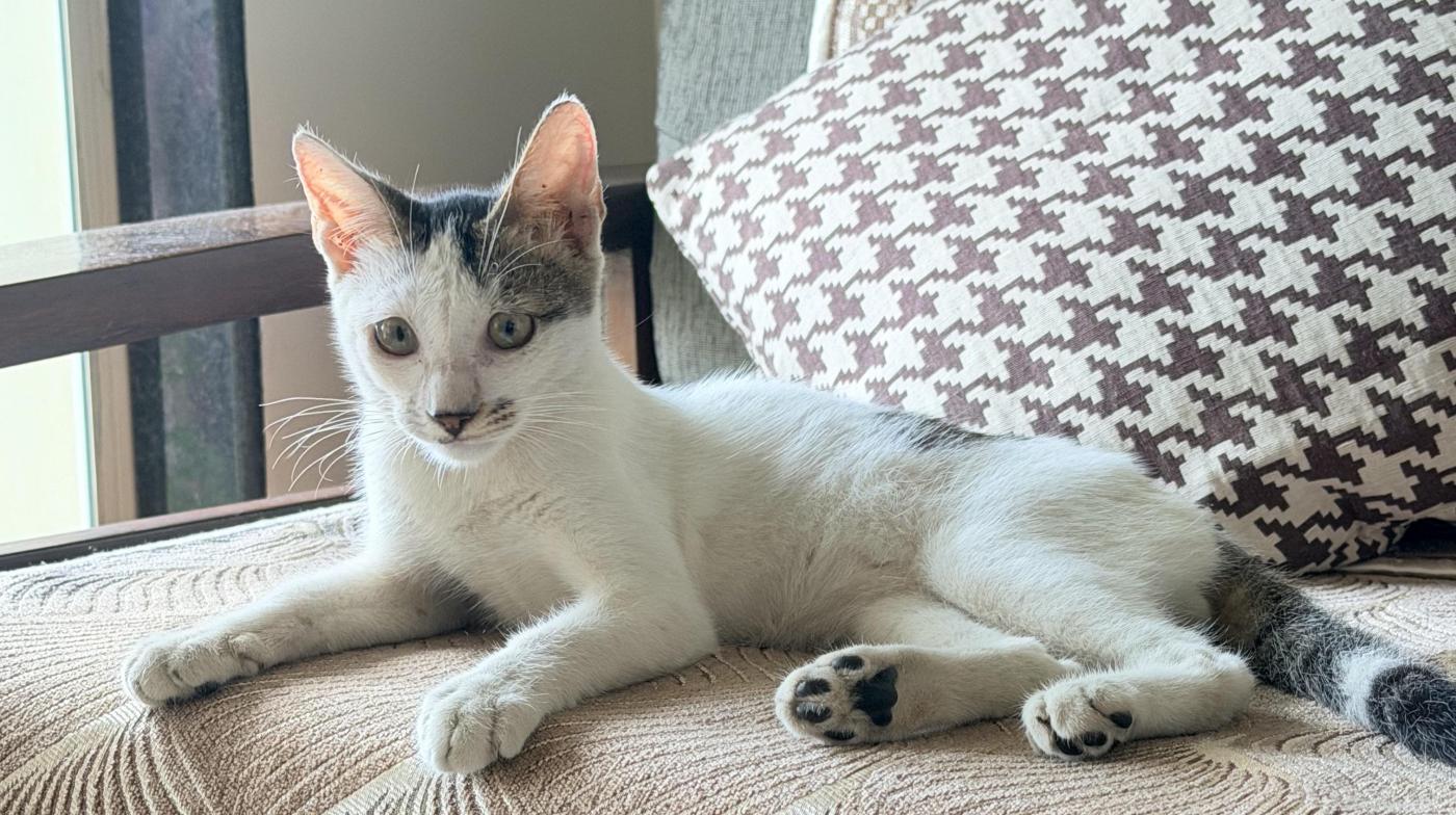 Adoption appeal — Mumbai