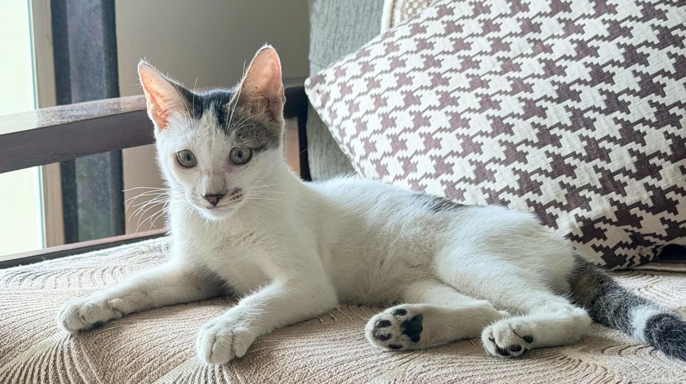 Adoption appeal in Mumbai