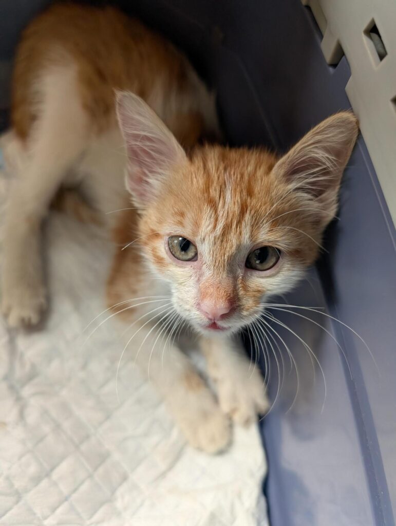 Adoption Appeal | Friendly 7-Week-Old Rescued Kitten | Bangalore - kitten in Bengaluru