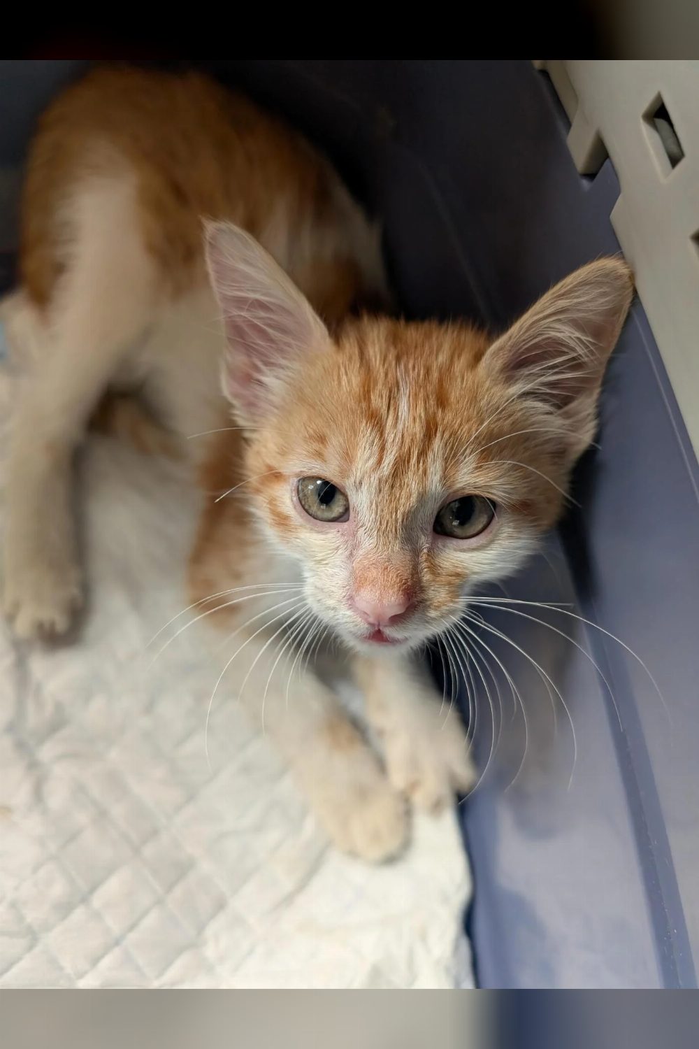 A 7-Week-Old Female Kitten Who Wandered Into a Garden Needs a Home — Bengaluru