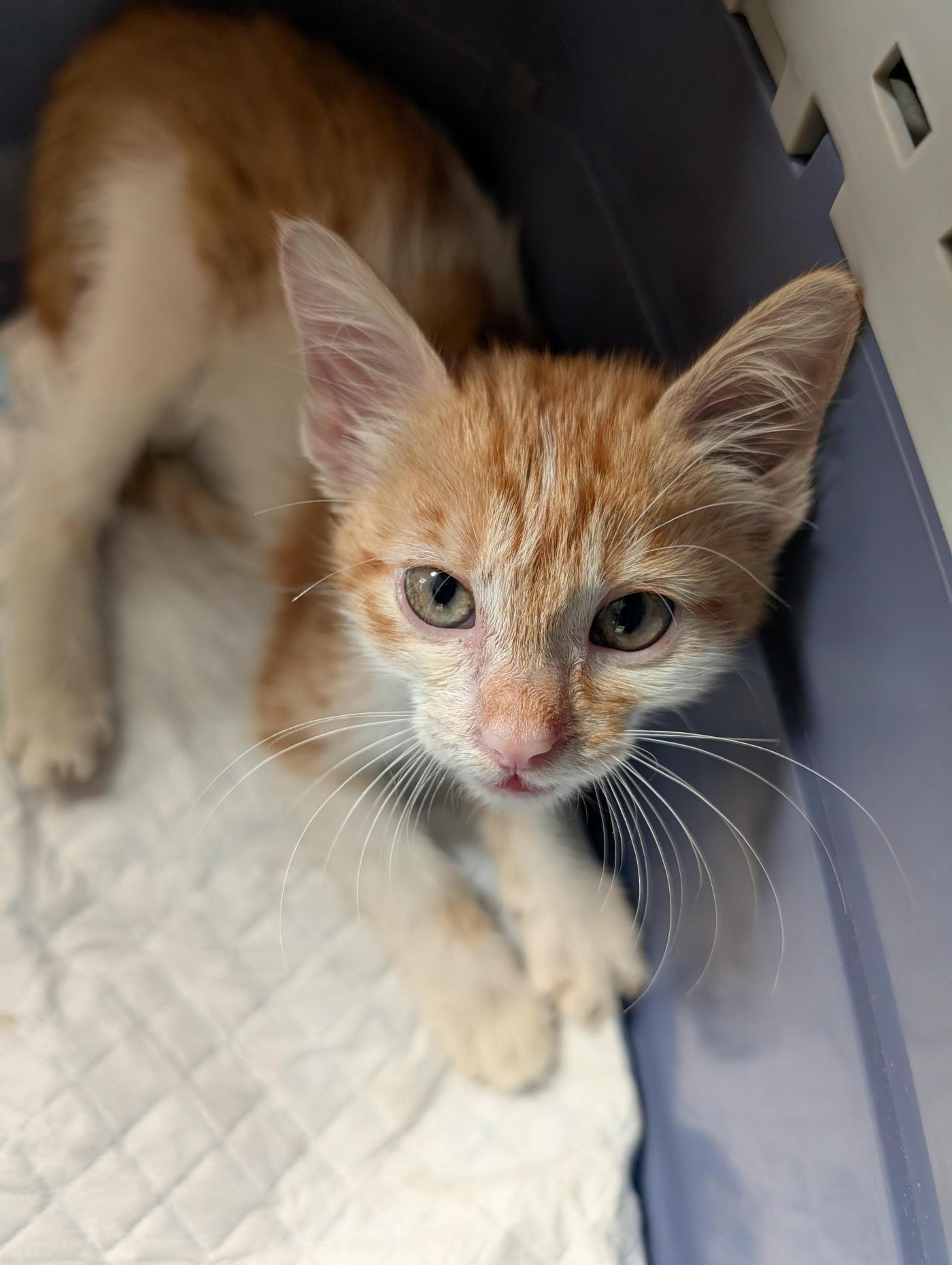 Adoption Appeal | Friendly 7-Week-Old Rescued Kitten | Bangalore