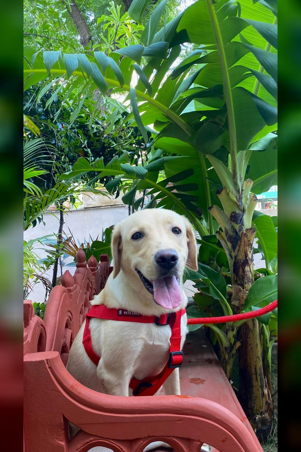 Adoption of this cute baby — Jaipur