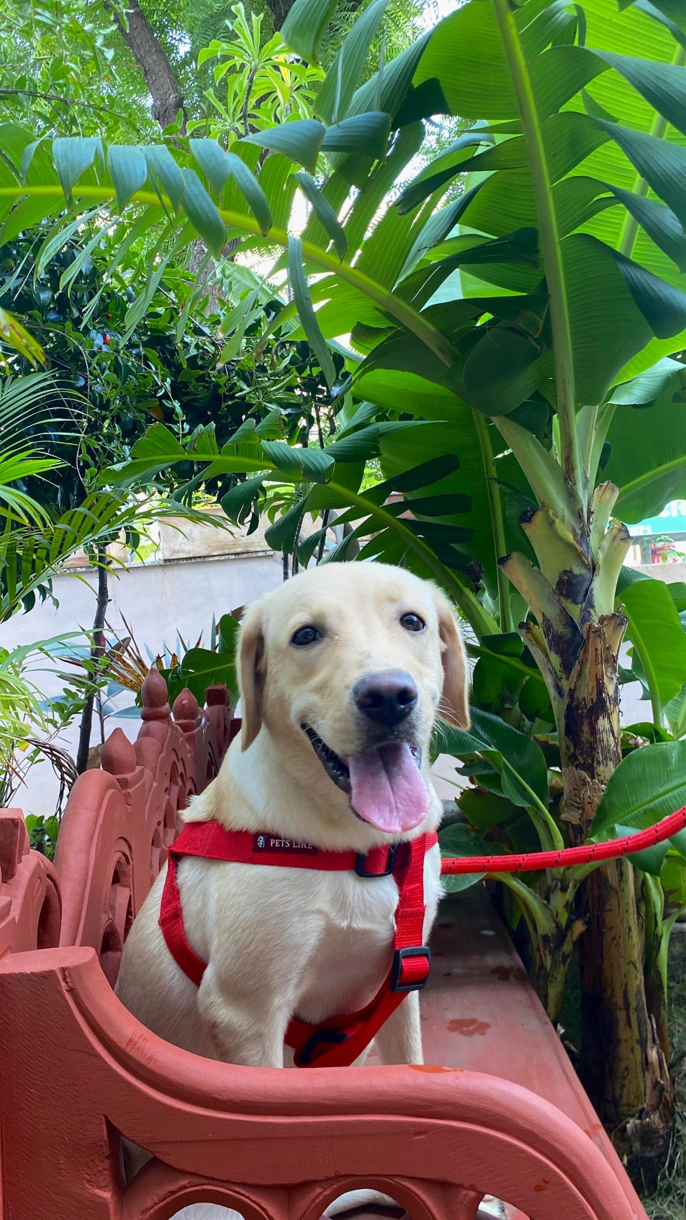 Adoption of this cute baby — Jaipur