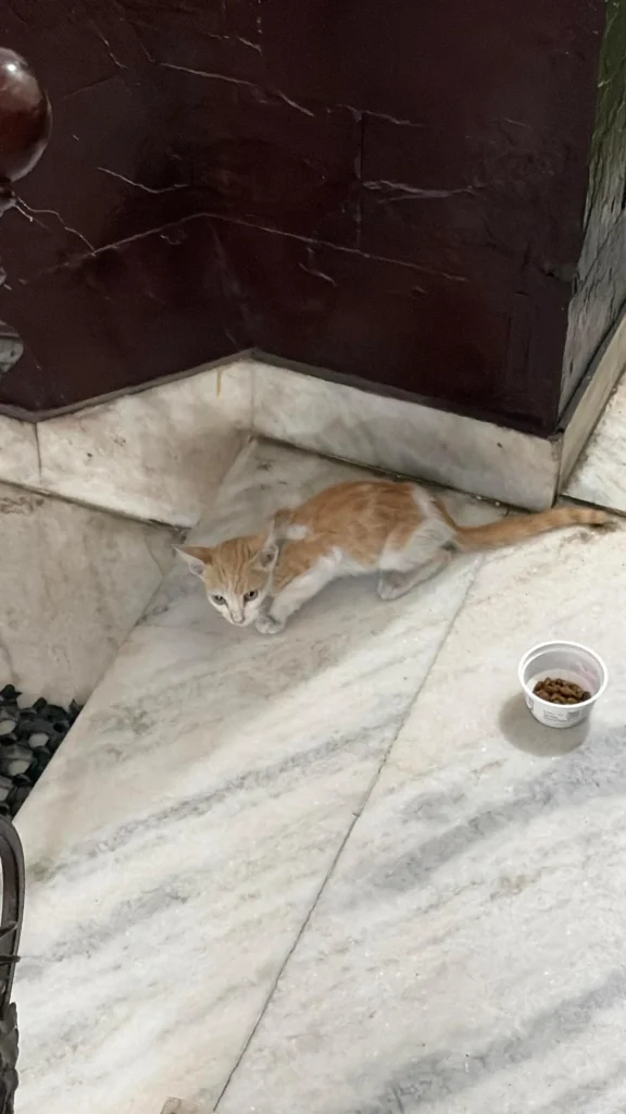 South west Delhi Kitten Adoption Appeal - kitten in Delhi NCR