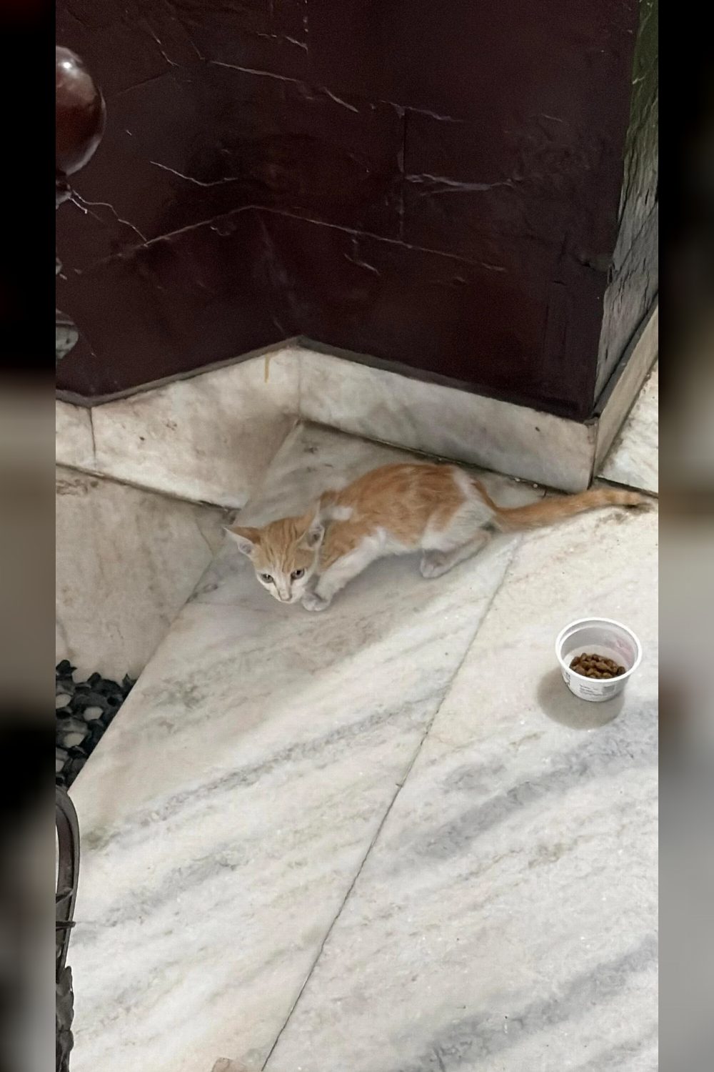 South west Delhi Kitten Adoption Appeal