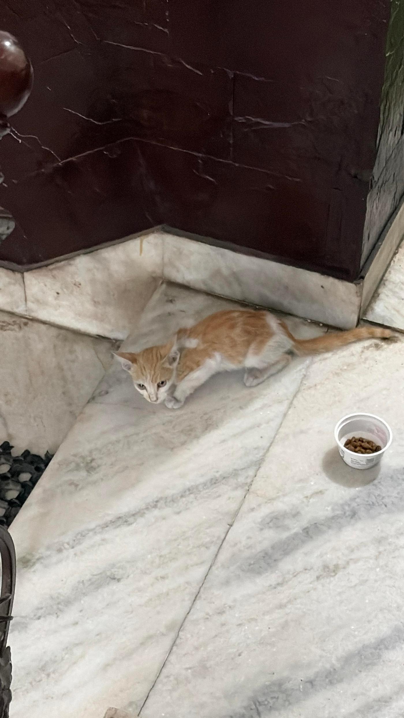 South west Delhi Kitten Adoption Appeal