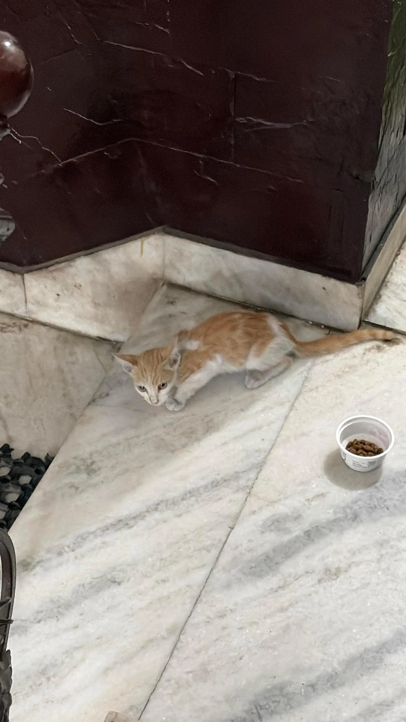 South west Delhi Kitten Adoption Appeal in Delhi NCR