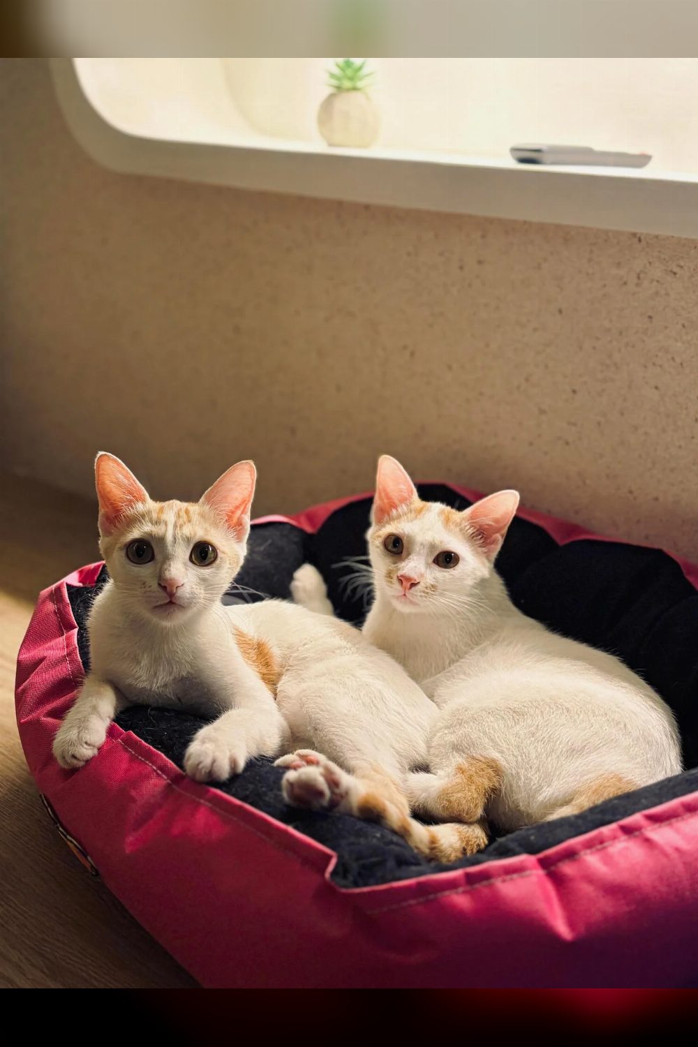 Adopt Chai and Latte, bonded sister kittens — Pune